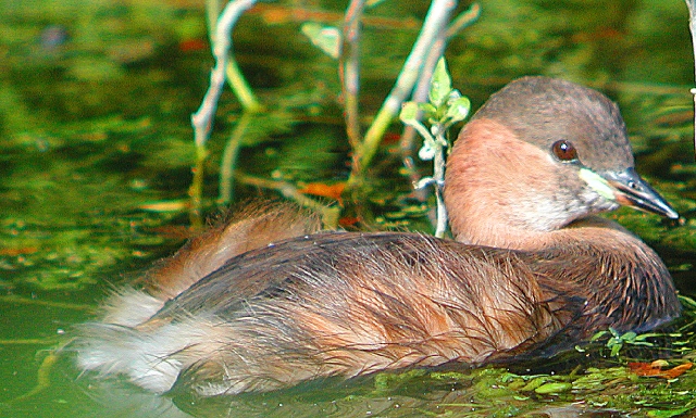 little grebe, little grebes-2.JPG - LITTLE GREBE (ALSO KNOWN AS DABCHICK) - CLEY - NORFOLK - 3/10/2005